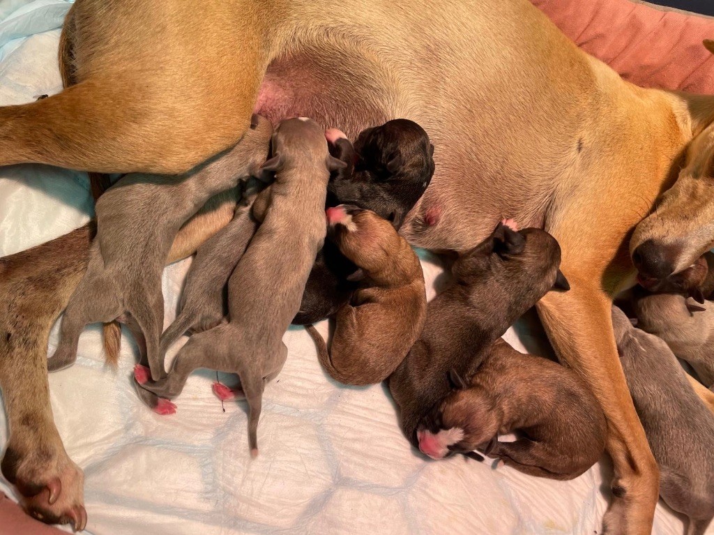 du Cèdre Enchanté - Chiots disponibles - Whippet
