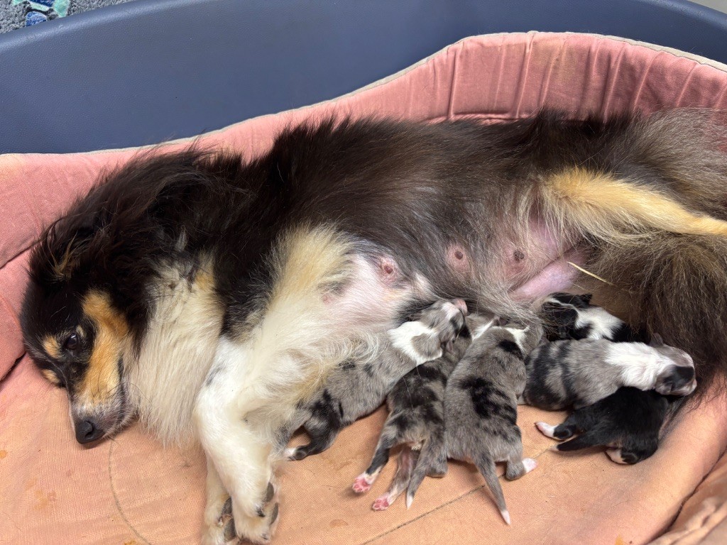 Chiot Shetland Sheepdog du Cèdre Enchanté