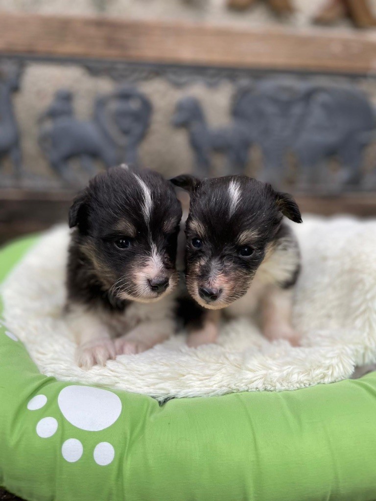 du Cèdre Enchanté - Chiots disponibles - Shetland Sheepdog