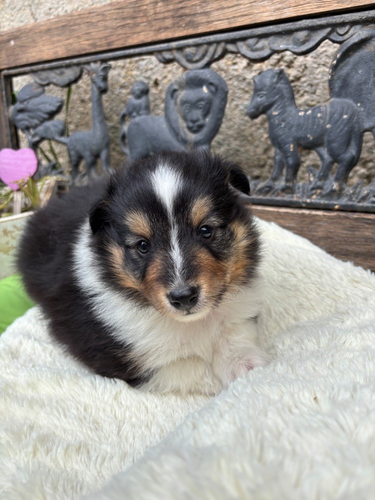 du Cèdre Enchanté - Chiots disponibles - Shetland Sheepdog