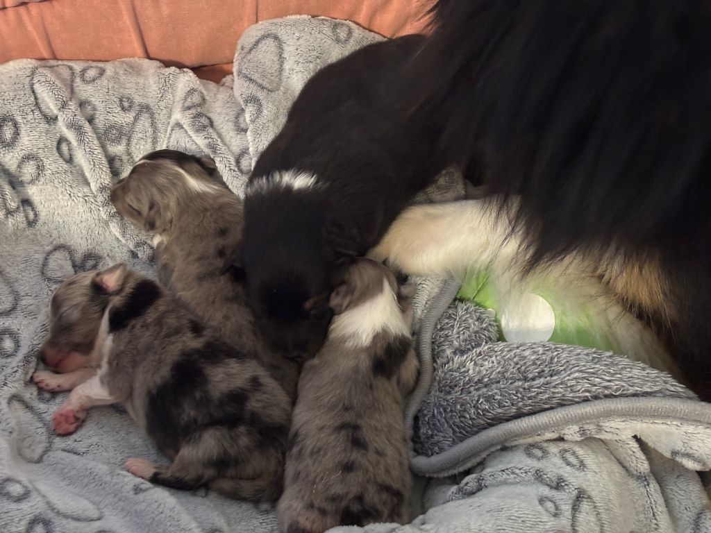 du Cèdre Enchanté - Chiots disponibles - Shetland Sheepdog