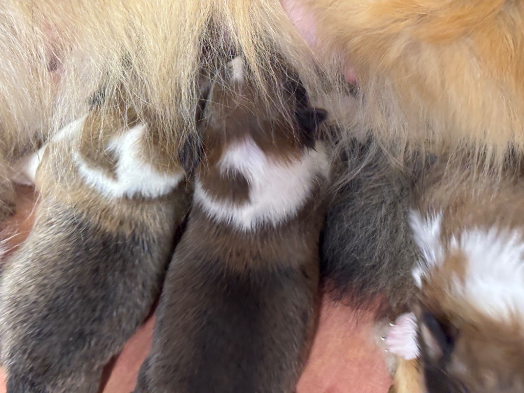 du Cèdre Enchanté - Chiots disponibles - Shetland Sheepdog