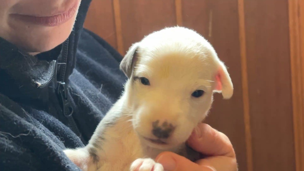 du Cèdre Enchanté - Chiots disponibles - Whippet
