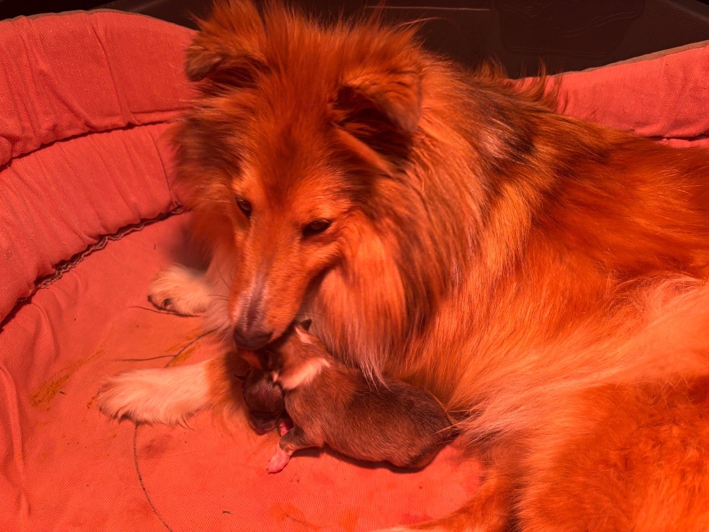 du Cèdre Enchanté - Chiots disponibles - Shetland Sheepdog