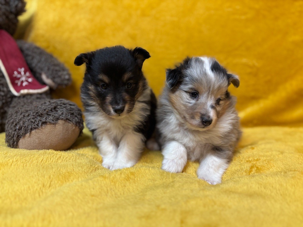 du Cèdre Enchanté - Chiots disponibles - Shetland Sheepdog