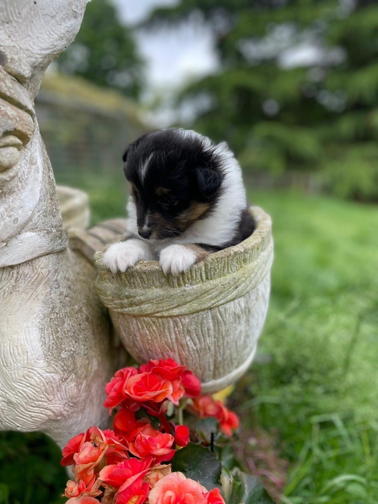 du Cèdre Enchanté - Chiots disponibles - Shetland Sheepdog