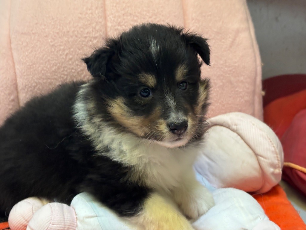 du Cèdre Enchanté - Chiots disponibles - Shetland Sheepdog