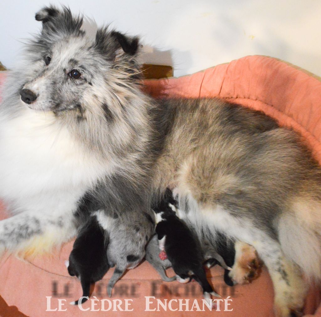 Chiot Shetland Sheepdog du Cèdre Enchanté