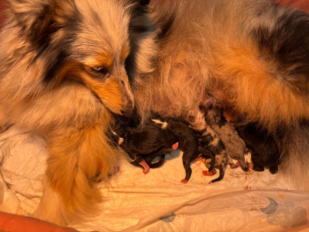 du Cèdre Enchanté - Chiots disponibles - Shetland Sheepdog
