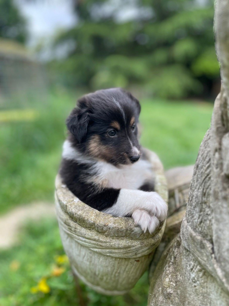 du Cèdre Enchanté - Chiots disponibles - Shetland Sheepdog