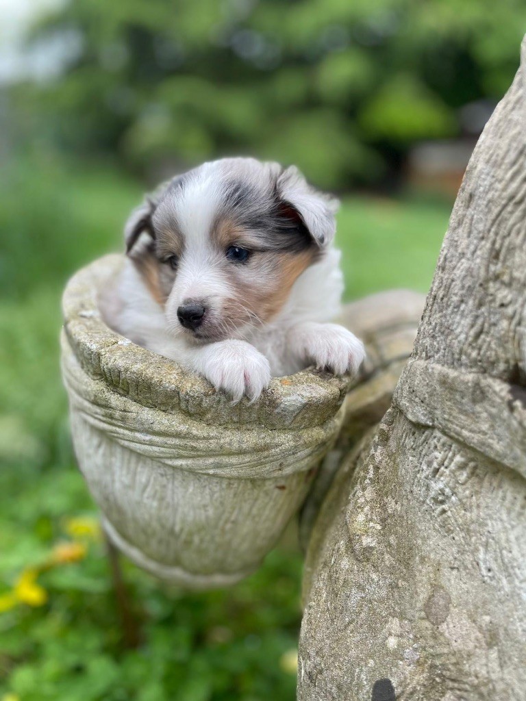 du Cèdre Enchanté - Chiots disponibles - Shetland Sheepdog