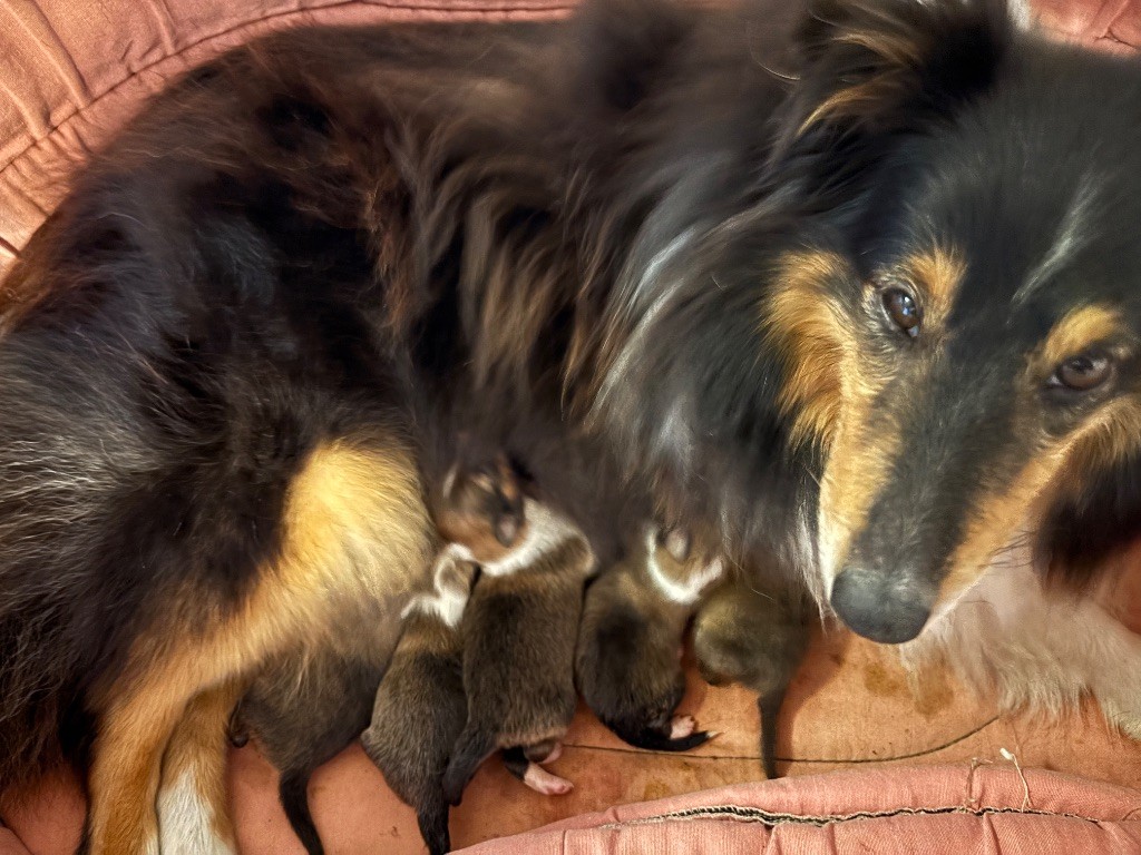 du Cèdre Enchanté - Chiots disponibles - Shetland Sheepdog