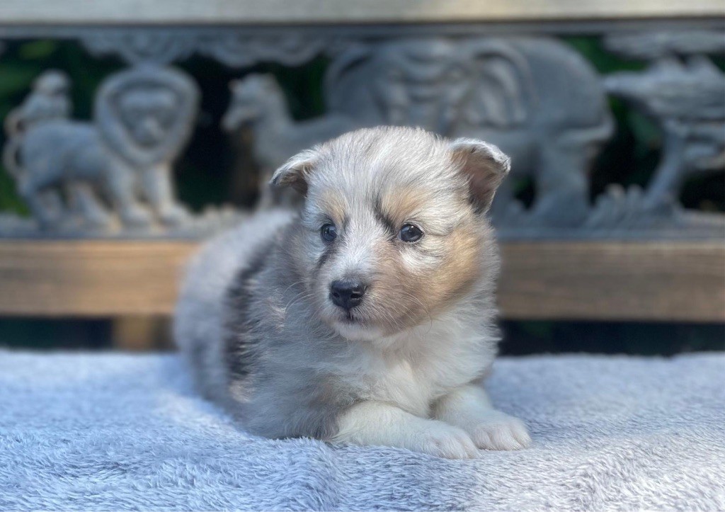 du Cèdre Enchanté - Chiots disponibles - Shetland Sheepdog