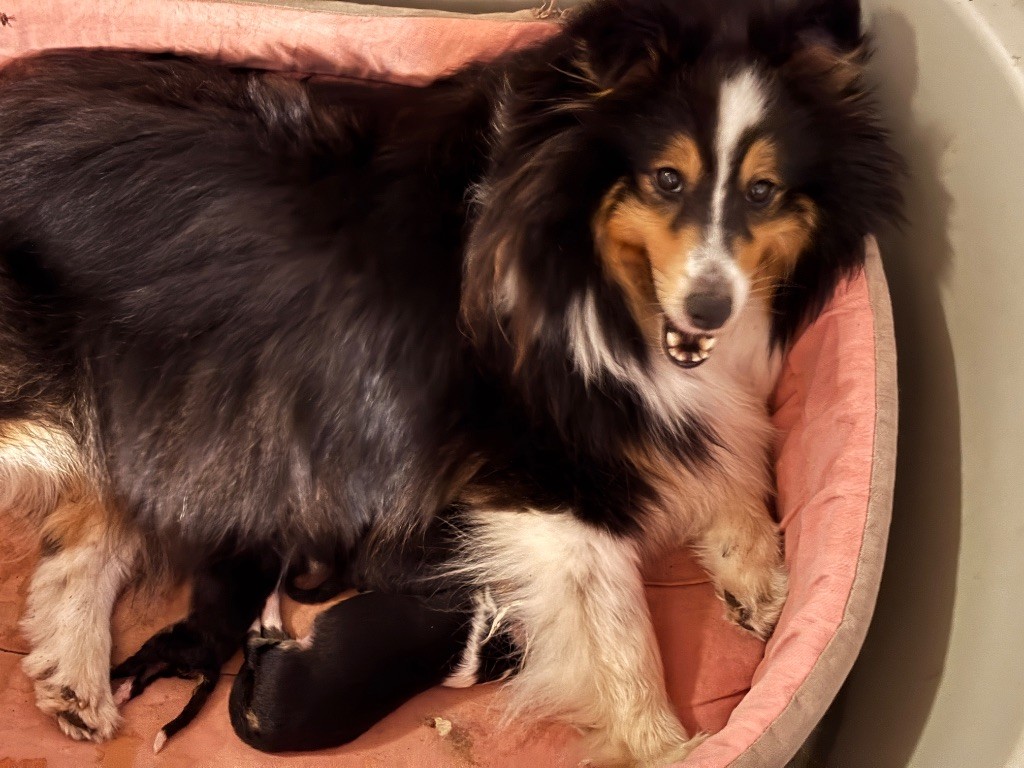 du Cèdre Enchanté - Chiots disponibles - Shetland Sheepdog