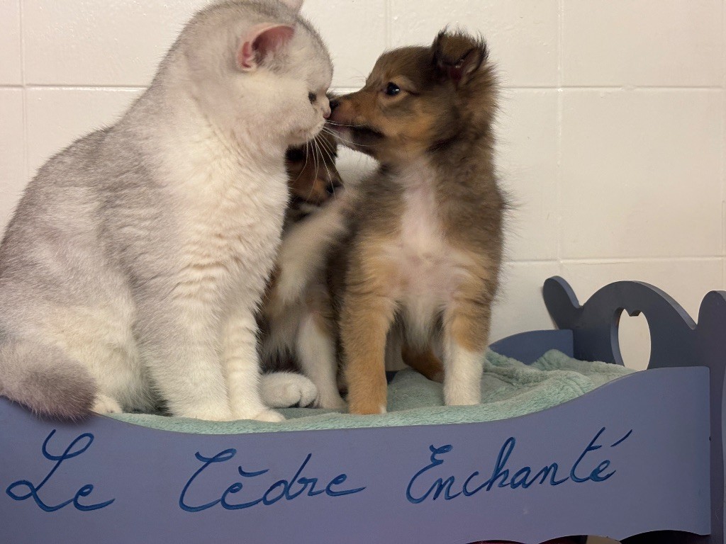 du Cèdre Enchanté - Chiots disponibles - Shetland Sheepdog