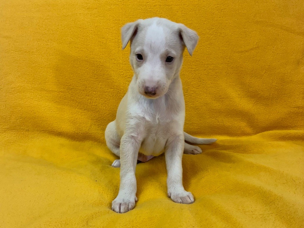 du Cèdre Enchanté - Chiots disponibles - Whippet