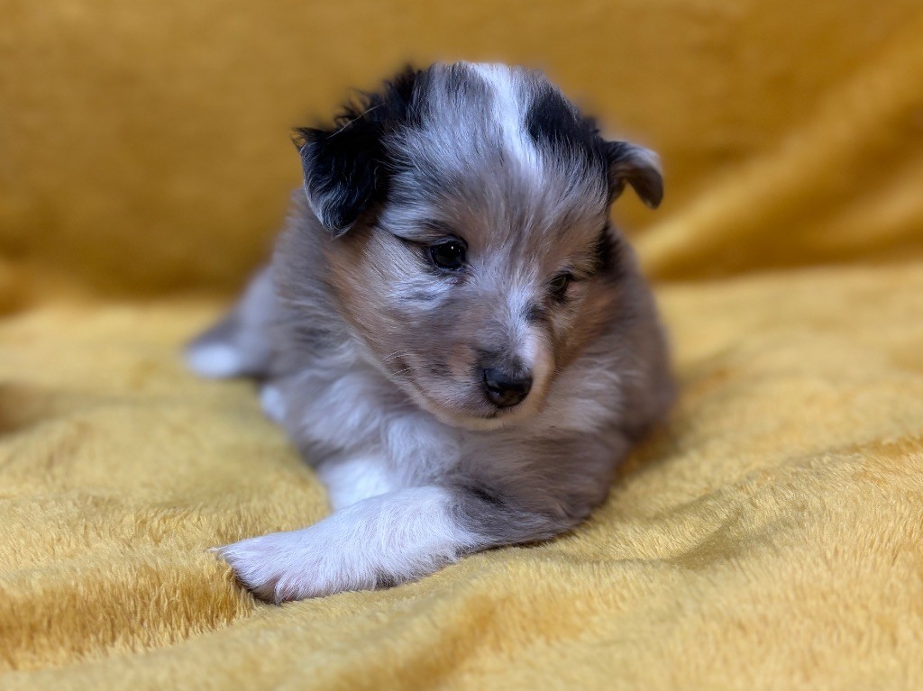du Cèdre Enchanté - Chiots disponibles - Shetland Sheepdog