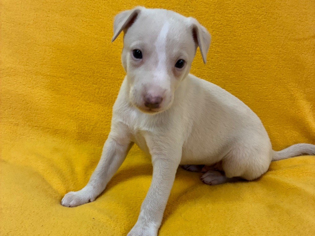du Cèdre Enchanté - Chiots disponibles - Whippet