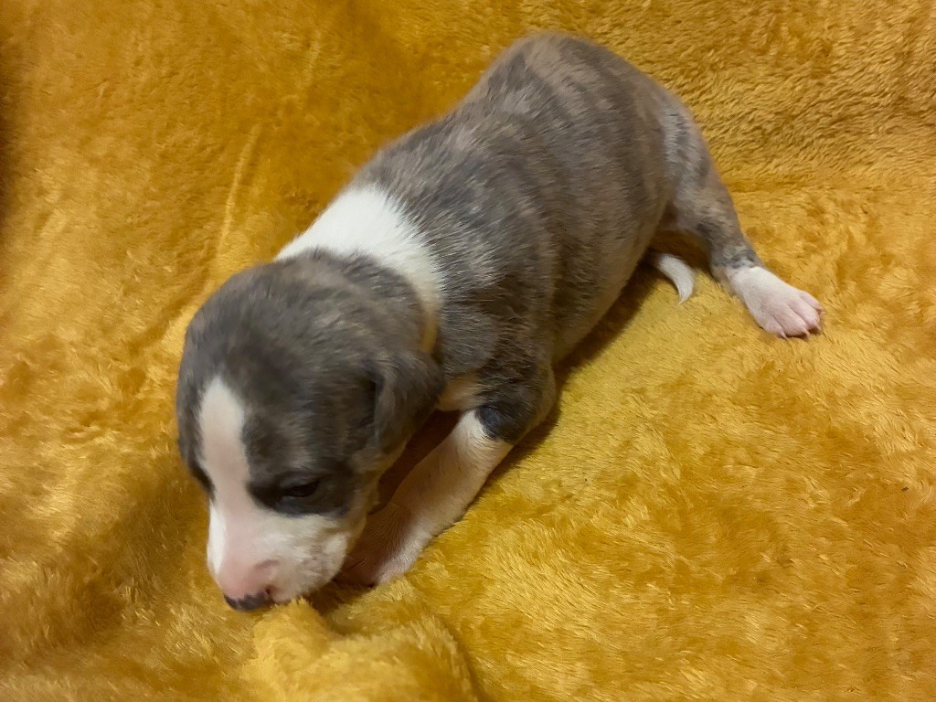 du Cèdre Enchanté - Chiots disponibles - Whippet
