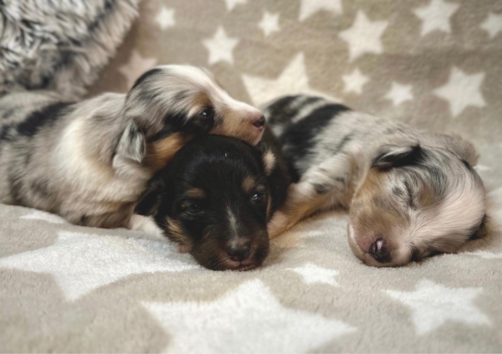 du Cèdre Enchanté - Chiots disponibles - Shetland Sheepdog