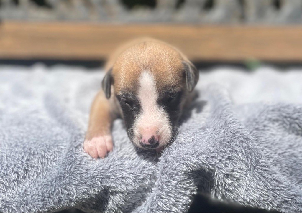 du Cèdre Enchanté - Chiots disponibles - Whippet
