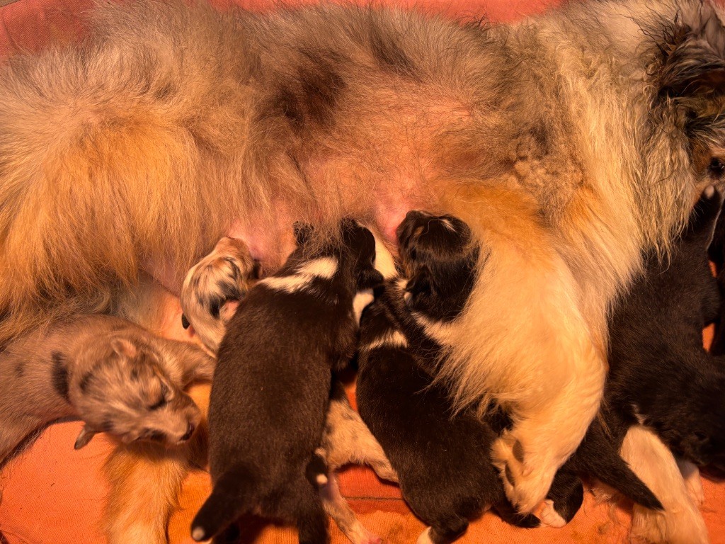 du Cèdre Enchanté - Chiots disponibles - Shetland Sheepdog