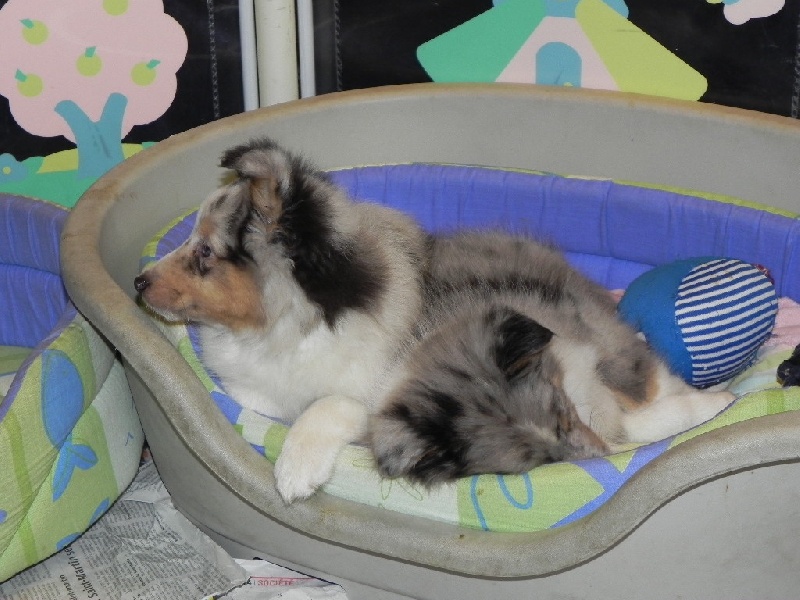 Chiot Shetland Sheepdog du Cèdre Enchanté