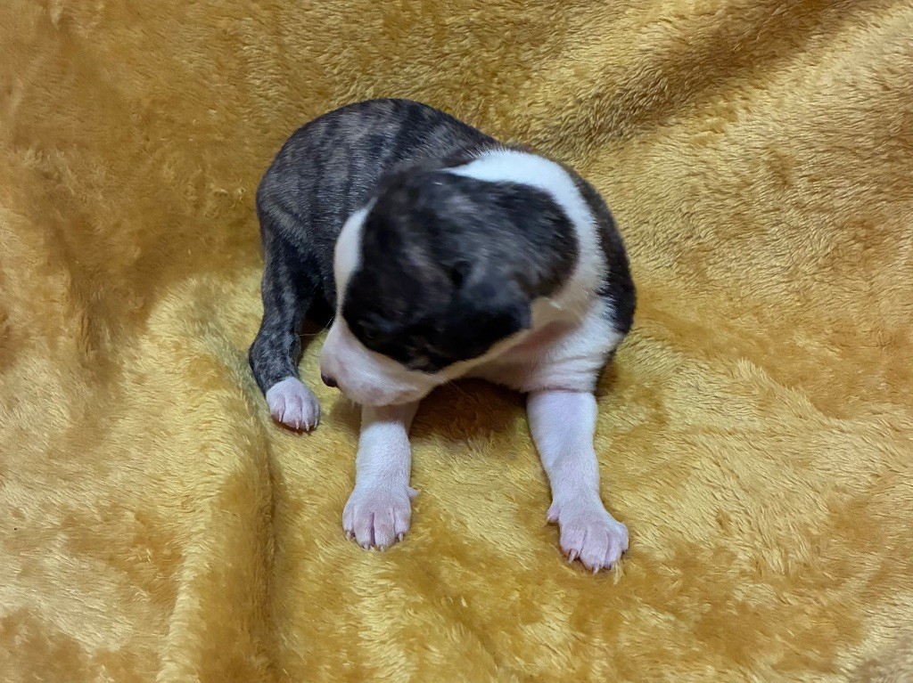 du Cèdre Enchanté - Chiots disponibles - Whippet