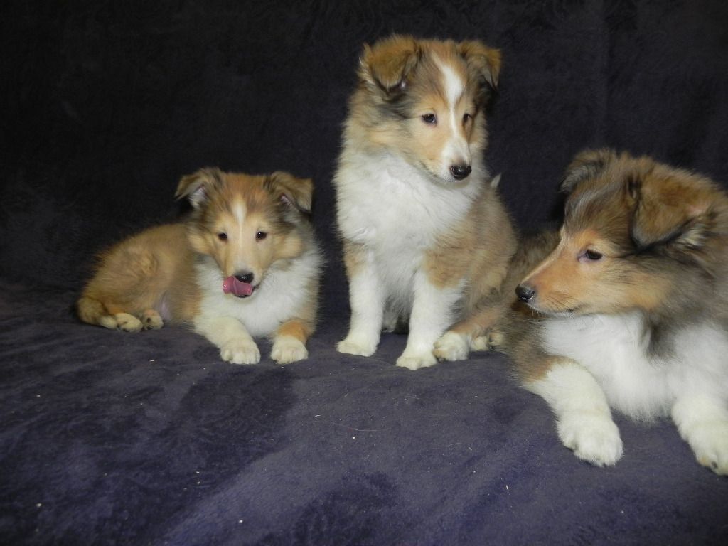 Chiot Shetland Sheepdog du Cèdre Enchanté