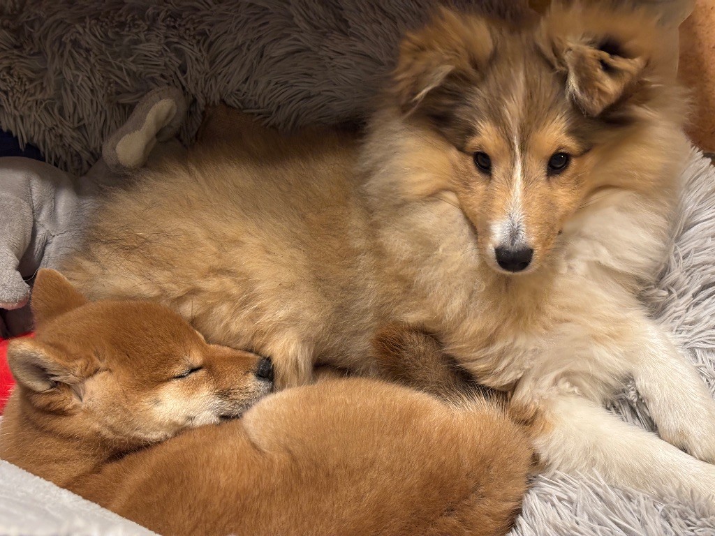 du Cèdre Enchanté - Chiots disponibles - Shetland Sheepdog