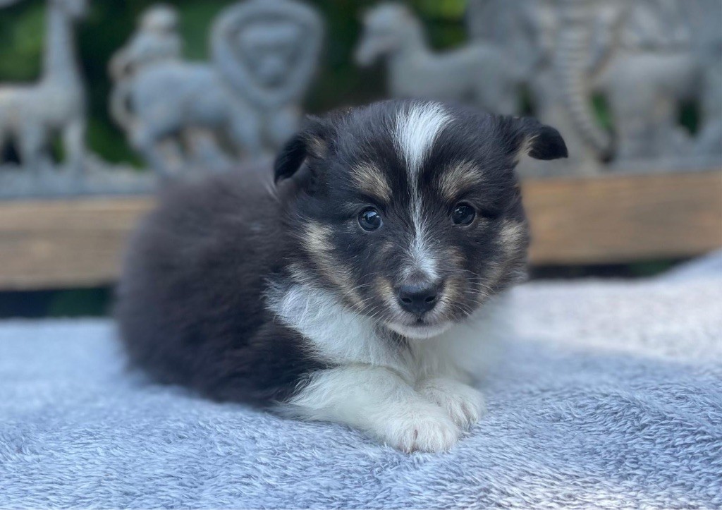 du Cèdre Enchanté - Chiots disponibles - Shetland Sheepdog