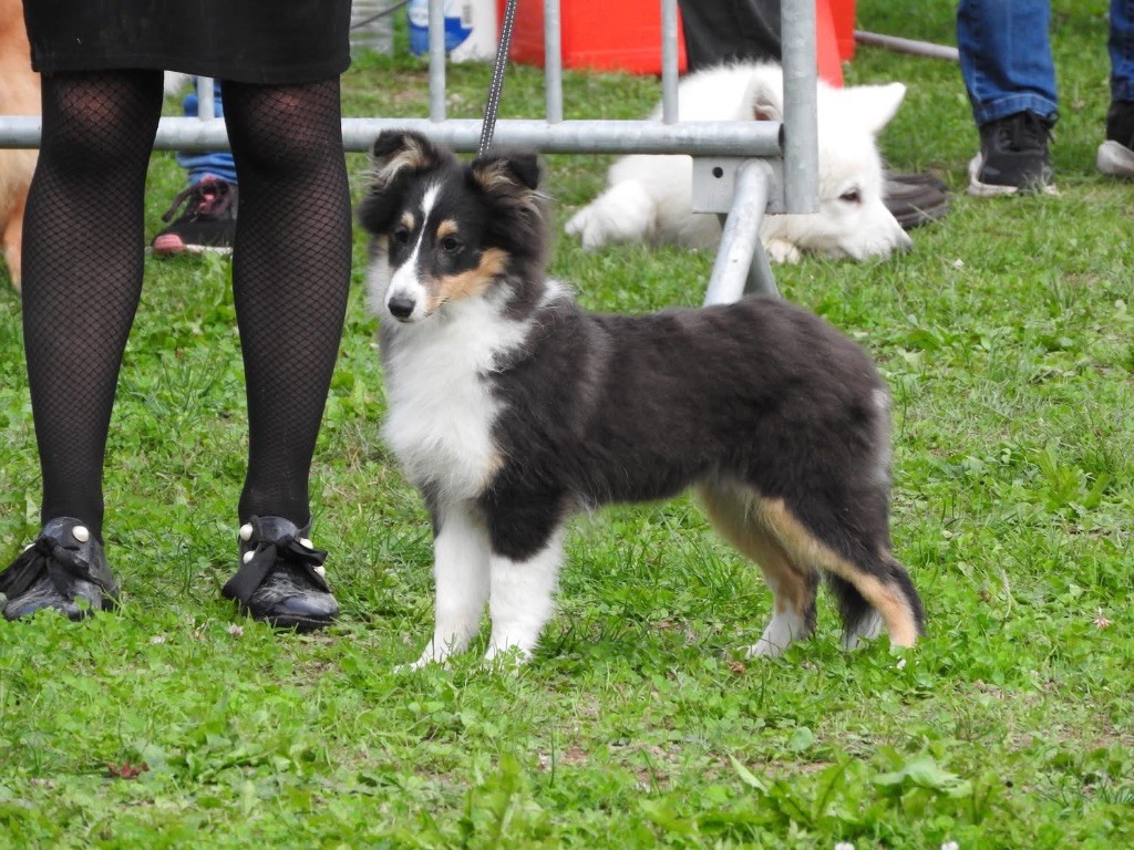 du Cèdre Enchanté - Chiots disponibles - Shetland Sheepdog
