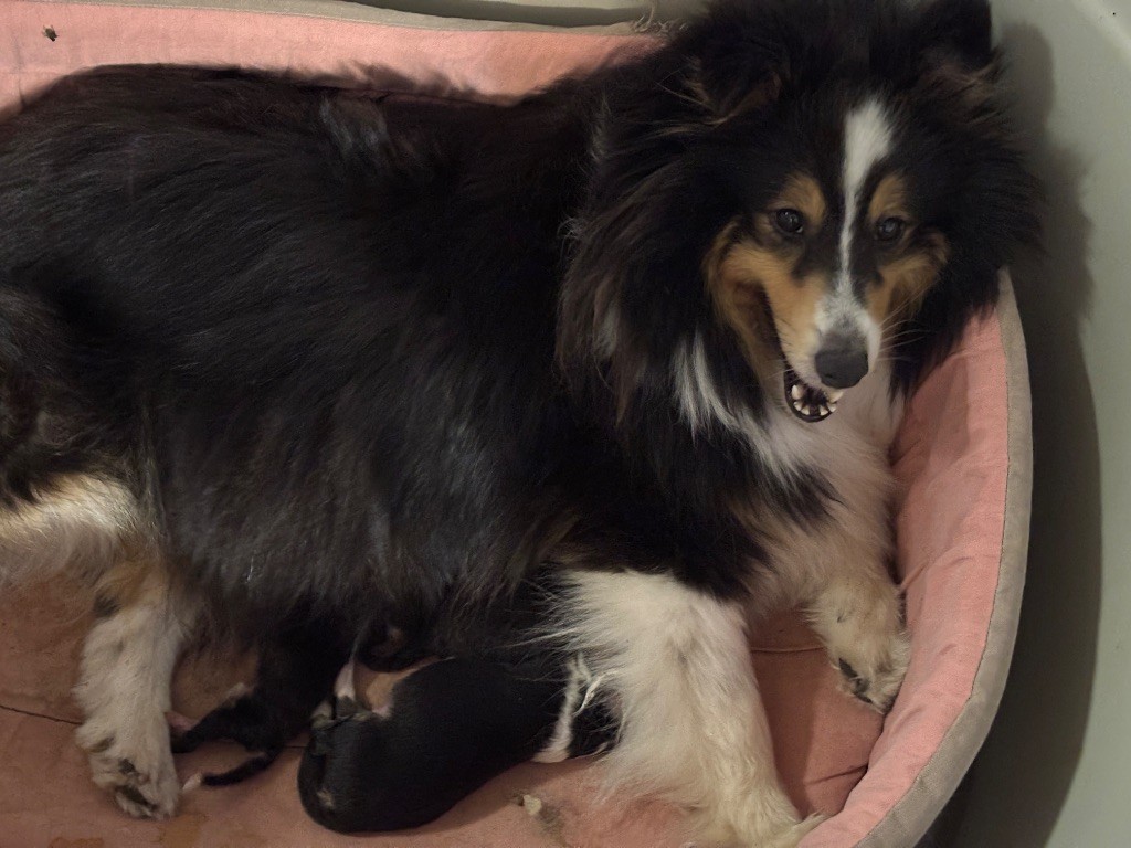 Chiot Shetland Sheepdog du Cèdre Enchanté
