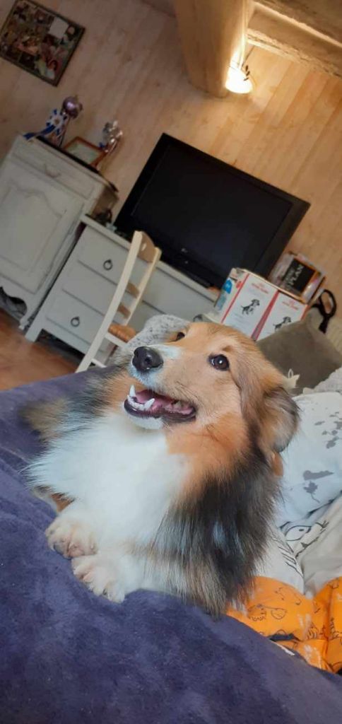 Chiot Shetland Sheepdog du Cèdre Enchanté