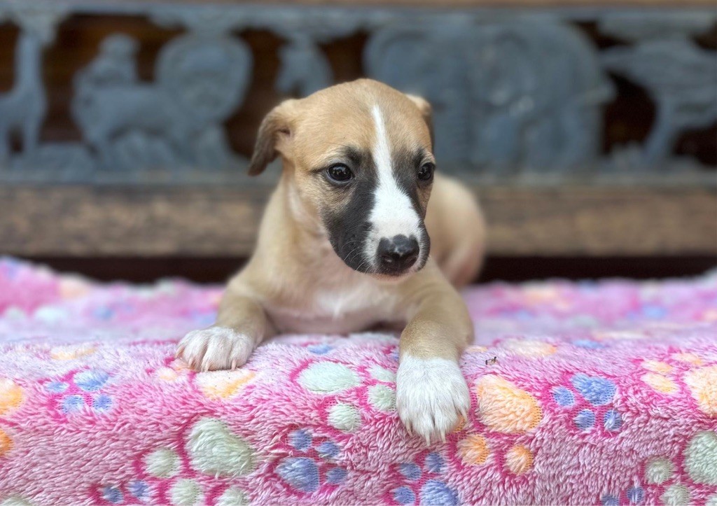 du Cèdre Enchanté - Chiots disponibles - Whippet