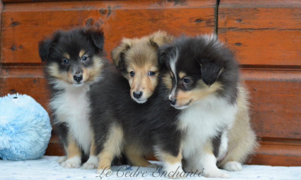 Chiot Shetland Sheepdog du Cèdre Enchanté