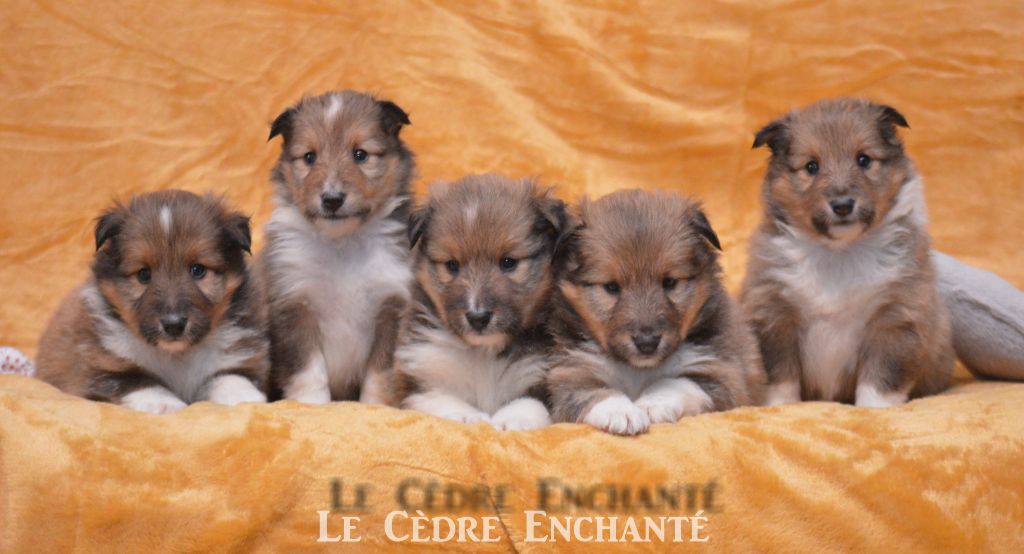 Chiot Shetland Sheepdog du Cèdre Enchanté