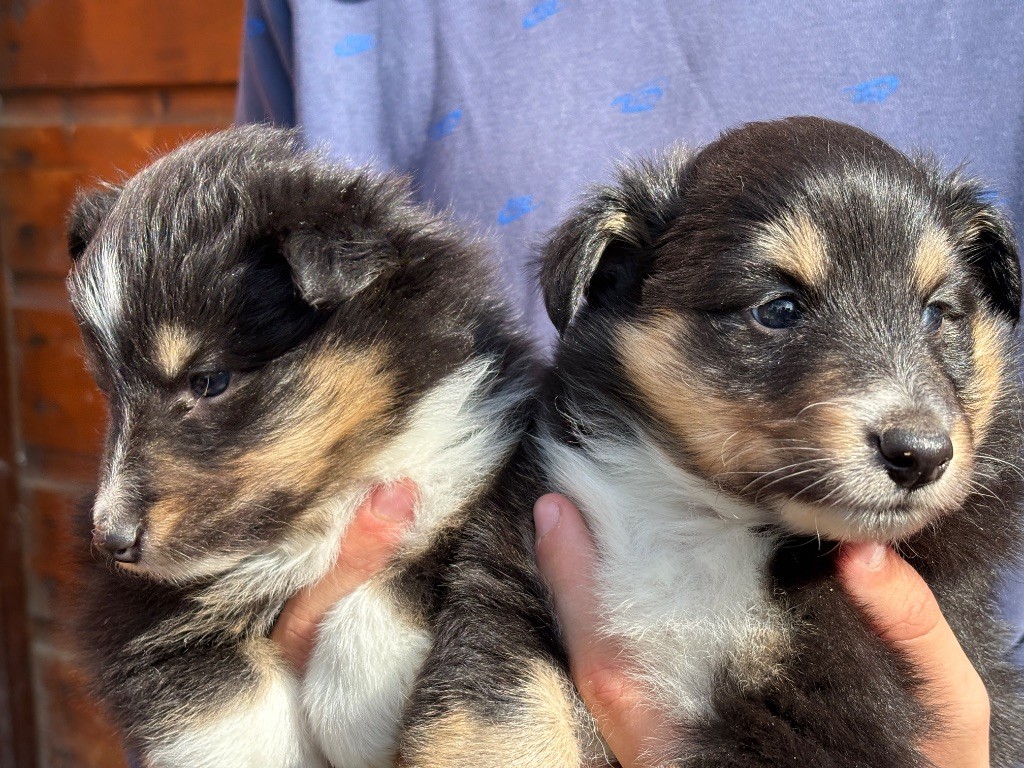 du Cèdre Enchanté - Shetland Sheepdog - Portée née le 07/04/2025