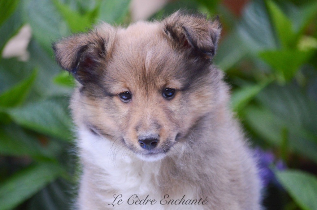 Chiot Shetland Sheepdog du Cèdre Enchanté