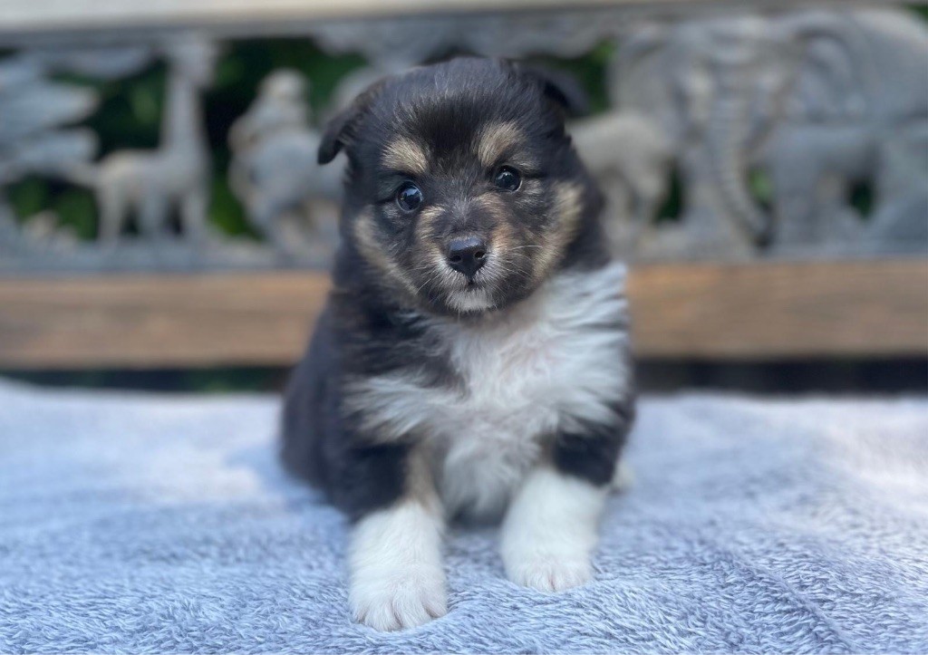du Cèdre Enchanté - Chiots disponibles - Shetland Sheepdog
