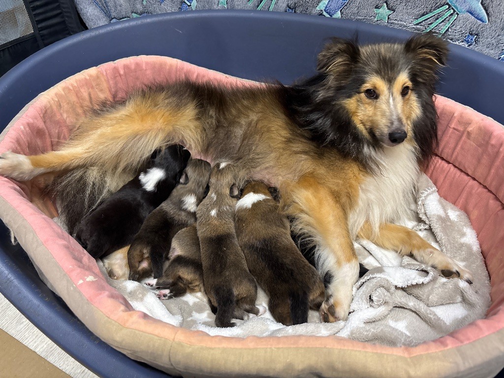 du Cèdre Enchanté - Chiots disponibles - Shetland Sheepdog