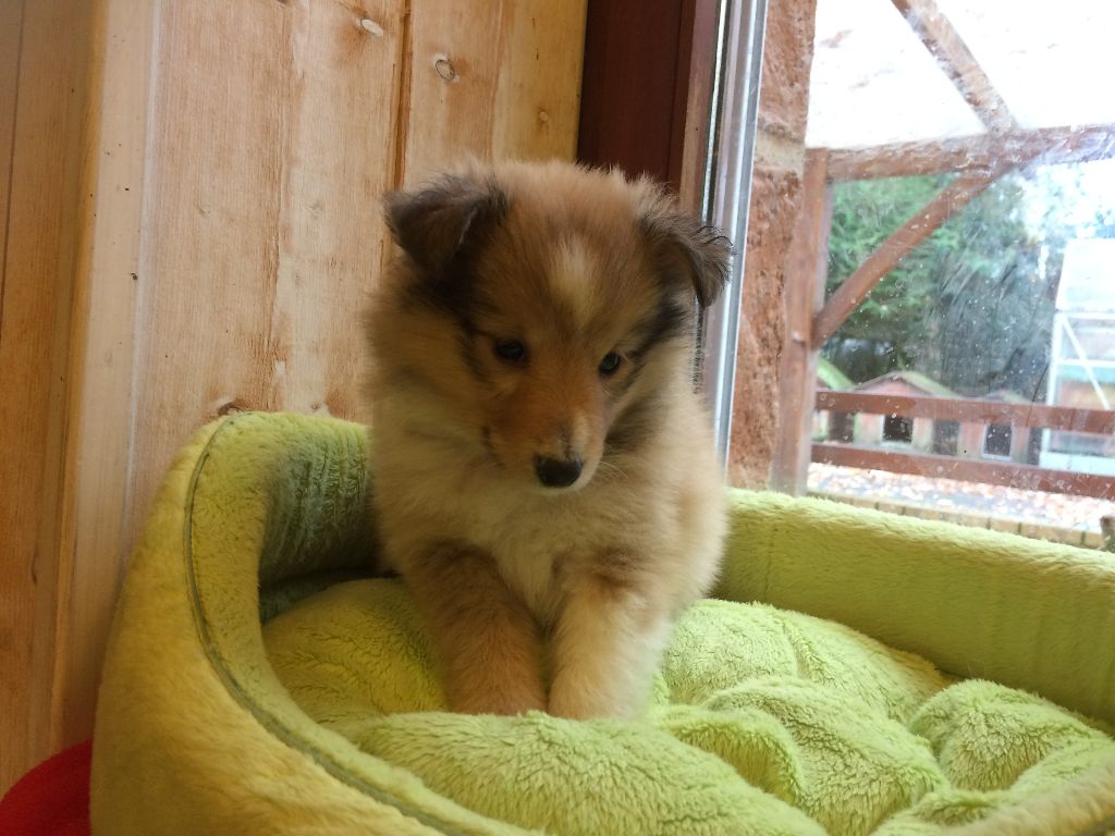 Chiot Shetland Sheepdog du Cèdre Enchanté