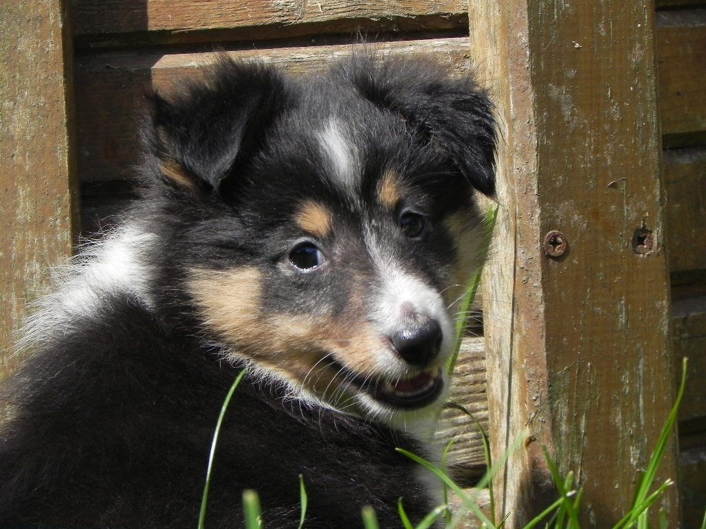 Chiot Shetland Sheepdog du Cèdre Enchanté