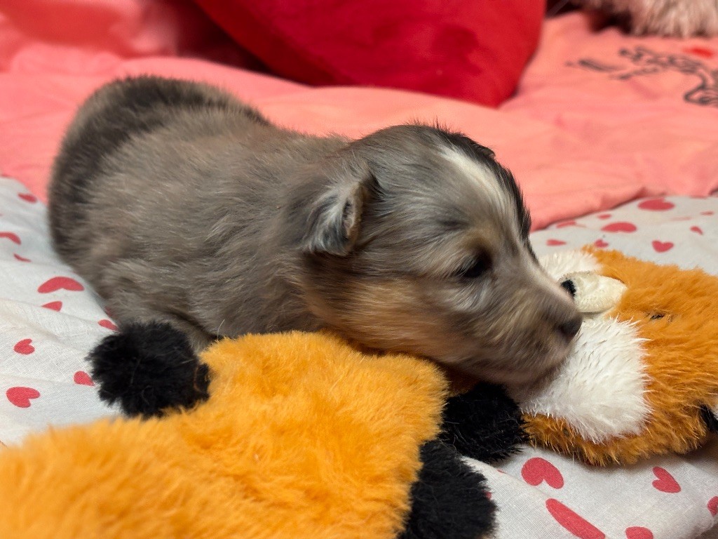 du Cèdre Enchanté - Chiots disponibles - Shetland Sheepdog