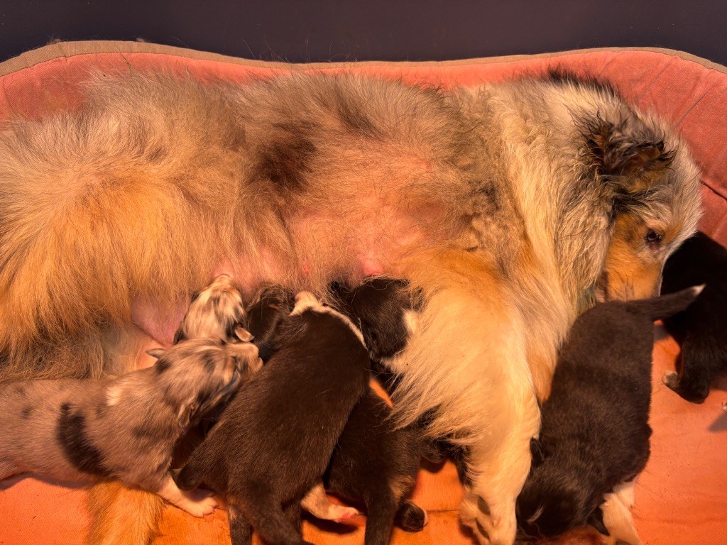 du Cèdre Enchanté - Chiots disponibles - Shetland Sheepdog