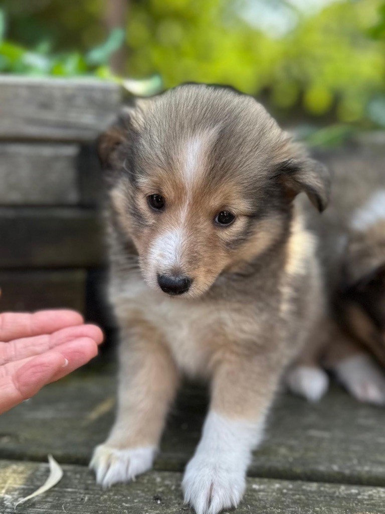 du Cèdre Enchanté - Chiots disponibles - Shetland Sheepdog