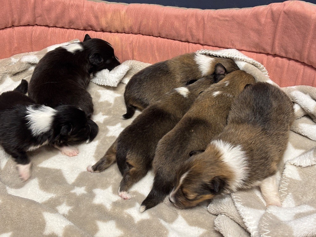 du Cèdre Enchanté - Chiots disponibles - Shetland Sheepdog