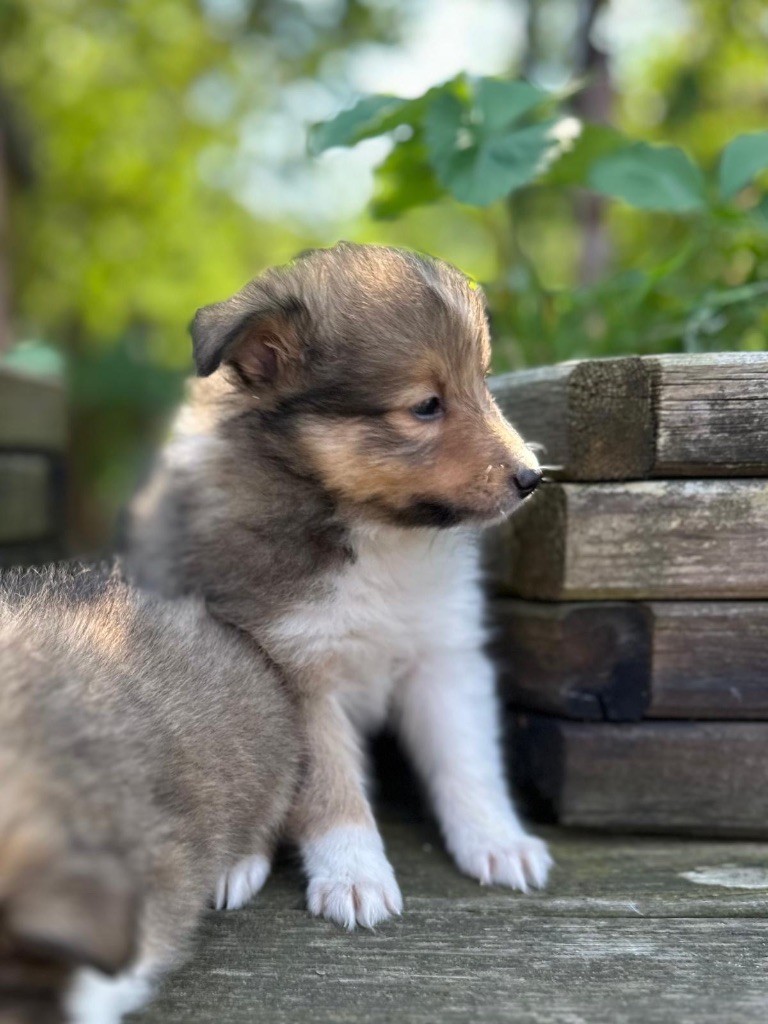 du Cèdre Enchanté - Chiots disponibles - Shetland Sheepdog