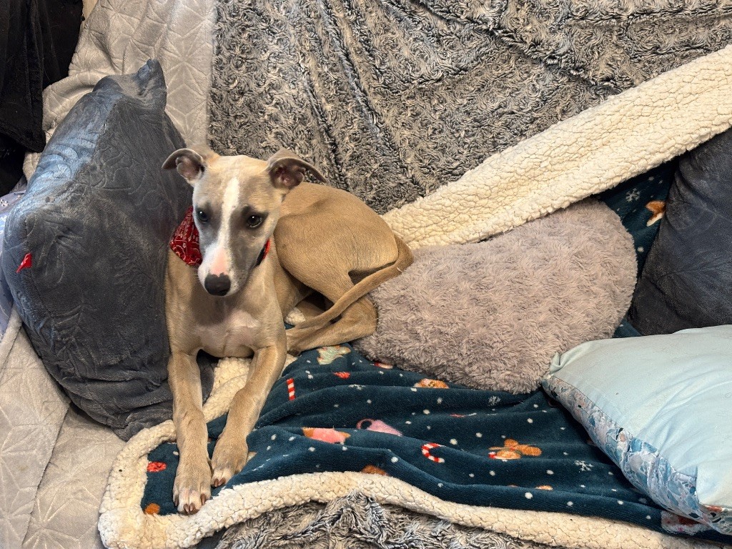 Chiot Whippet du Cèdre Enchanté
