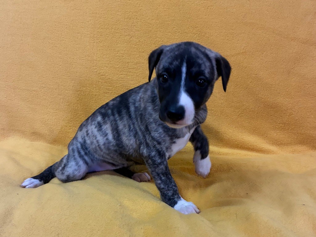 du Cèdre Enchanté - Chiots disponibles - Whippet